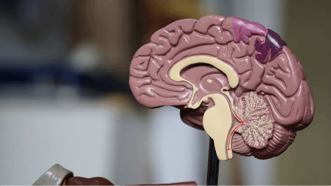 atai Life Sciences and Beckley Psytech Announce Positive Topline Results from the Phase 2b Study of BPL-003 in Patients with Treatment-Resistant Depression