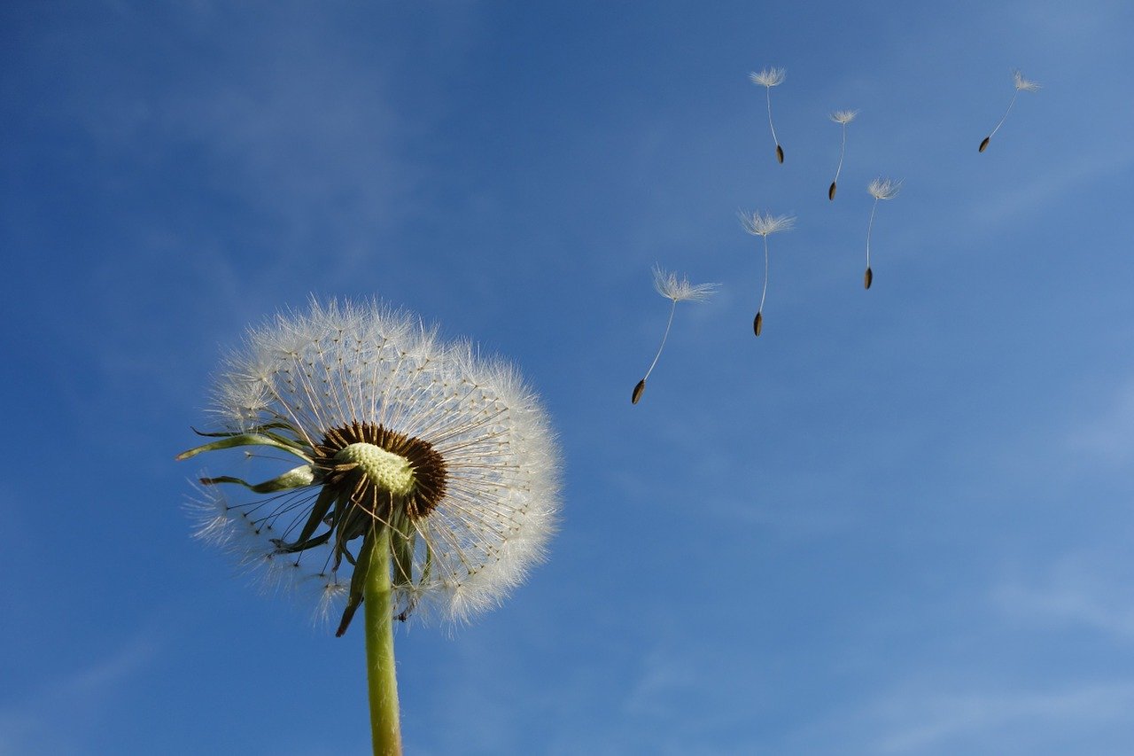 Dandelion Health launches AI marketplace for model validation, use in clinical trials