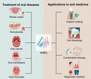 Antimicrobial peptides in oral medicine: From mechanisms to clinical  translation