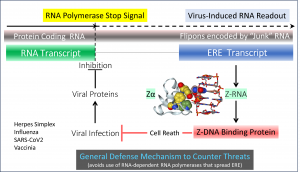 Cells make Z-RNAs as the first line of defense against pathogenic viruses