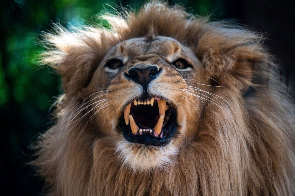 Leo roars to key FDA nod for Anzupgo to treat chronic hand eczema