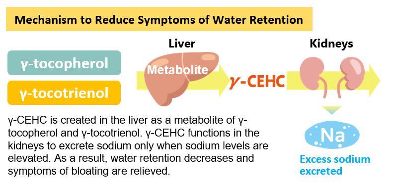 Presentation of Research Regarding Compounds Contributing to Alleviation of Premenstrual Symptoms