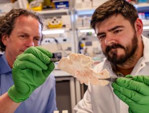 Allen Institute launches Brain Health accelerator to transform understanding of brain disorders, develop new treatments