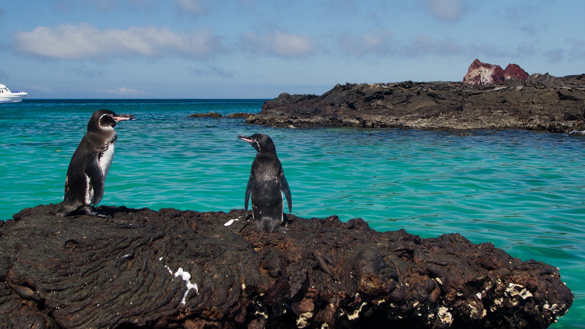 Galapagos drops one CD19 CAR-T to focus on \'flagship\' program